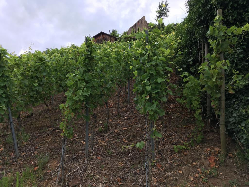 Gasthaus Zum Hirschen Staufen im Breisgau Exterior photo